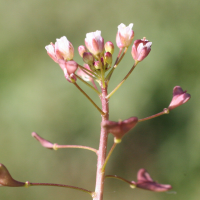 capsella_rubella4md (Capsella rubella)