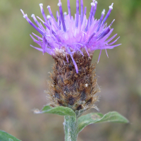 centaurea_nigra2md