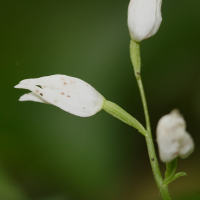 cephalanthera_longifolia2md (Cephalanthera longifolia)