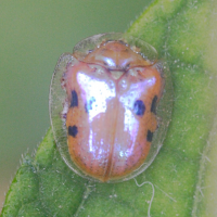 Charidotella sexpunctata (Casside dorée)