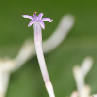 chassalia_corallioides6md (Chassalia corallioides)