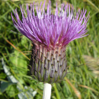 cirsium_heterophyllum4md (Cirsium heterophyllum)