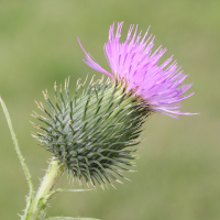 Cirsium_vulgare