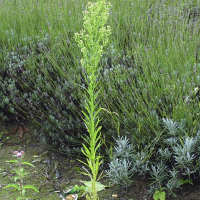 conyza_canadensis2md (Erigeron canadensis)