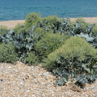 crambe_maritima5md (Crambe maritima)