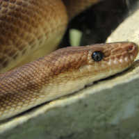 Epicrates cenchria (Boa arc-en-ciel)