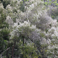 Erica arborea (Bruyère arborescente)