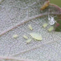 euceraphis_betulae3md (Euceraphis betulae)