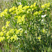 Euphorbia serrata (Euphorbe dentée, Euphorbe à feuilles dentées en scie)