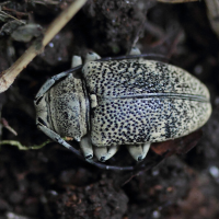 Frea johannae ssp. johannae (Longicorne)