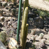 Haageocereus versicolor (Haageocereus)