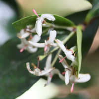 ixora_borboniae2md