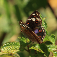 junonia_oenone_epiclelia1bd