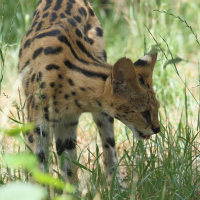 Leptailurus_serval