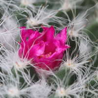 mammillaria_hahniana2bd