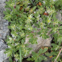 Paronychia_polygonifolia