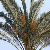 phoenix_canariensis5bd