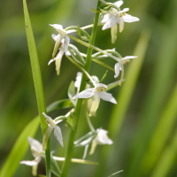 platanthera_bifolia3bd