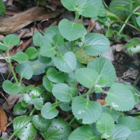 Plectranthus amboinicus (Menthe indienne, Gros-thym)