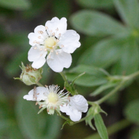 potentilla_alchimilloides2md