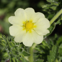 Potentilla_recta