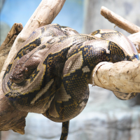 python_reticulatus3md