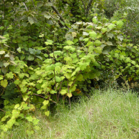 rubus_alceifolius1md (Rubus alceifolius)