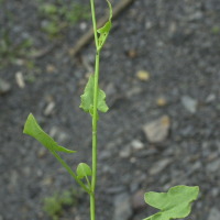 rumex_scutatus2md