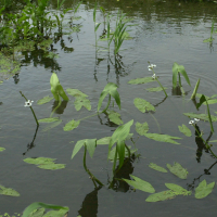 Sagittaria sagittifolia (Flèche d'eau)