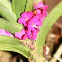 ascocentrum_ampullaceum2md (Ascocentrum ampullaceum)