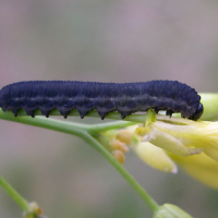 athalia_rosae2md (Athalia rosae)