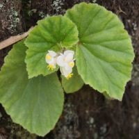 Begonia hirtella (Bégonia)