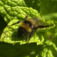 bombus_pratorum2md (Bombus pratorum)