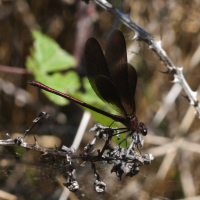 calopteryx_haemorrhoidalis2md (Calopteryx haemorrhoidalis)