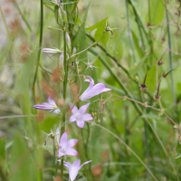 campanula_patula2md (Campanula patula)