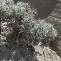 carlina_tragacanthifolia4bd