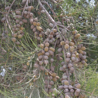 casuarina_cunninghamiana6md (Casuarina cunninghamiana)