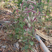 Celosia argentea (Célosie argentée)