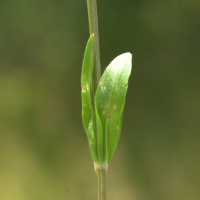 centaurium_erythraea6md (Centaurium erythraea)