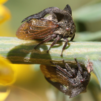 Centrotus cornutus (Cicadelle Demi-diable)