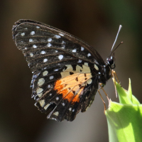 chlosyne_janais_janais2bd (Chlosyne janais ssp. janais)