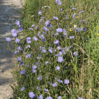 Cichorium intybus (Chicorée sauvage)