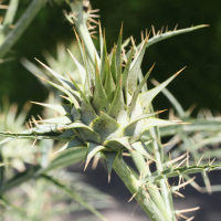 cynara_cardunculus2md (Cynara cardunculus)