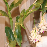 Dendrobium amethystoglossum (Dendrobium)