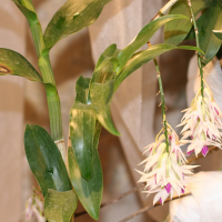 dendrobium_amethystoglossum1md (Dendrobium amethystoglossum)