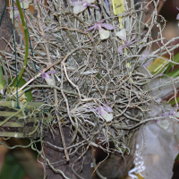 Dendrobium cucullatum (Dendrobium)