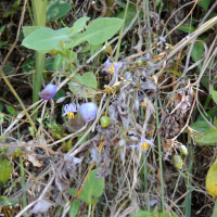 dianella_ensifolia2md (Dianella ensifolia)