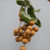 dimocarpus_longan4md (Dimocarpus longan)