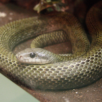 Elaphe climacophora (Serpent ratier)