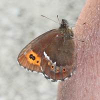 erebia_ligea2md (Erebia ligea)